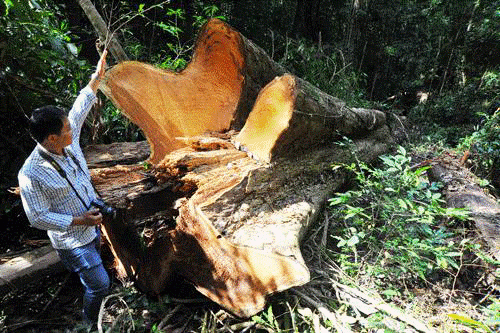 Hiện trường c&acirc;y gỗ hương cổ thụ ở Krong Pa bị l&acirc;m tặc đốn hạ. ảnh: N.T