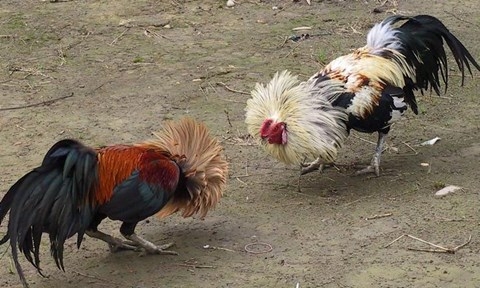 Cà Mau: “Bể” trường gà, 24 con bạc bị bắt