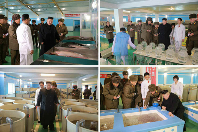 Một số h&igrave;nh ảnh trong chuyến thăm trang trại c&aacute; của &ocirc;ng Kim Jong-un. (Ảnh:&nbsp;Rodong Sinmun)