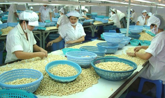 Điều l&agrave; một trong những mặt h&agrave;ng n&ocirc;ng sản xuất khẩu chủ lực của Việt Nam nhưng lại đang thiếu nguy&ecirc;n liệu.
