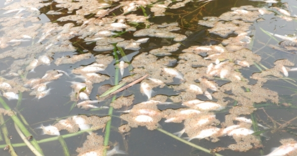 Thanh Hóa: Lại xuất hiện cá chết bất thường trên sông Âm