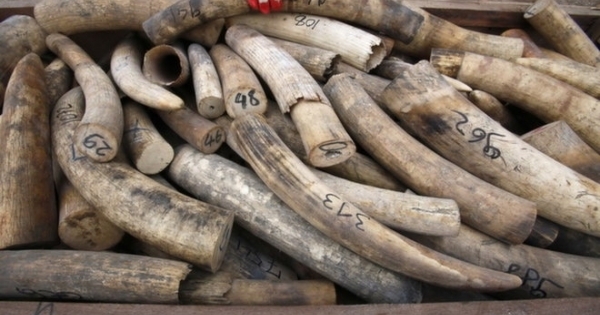 Hà Nội: Tịch thu 350kg ngà voi châu Phi