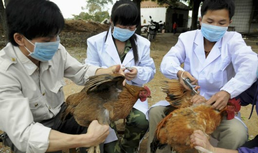 C&uacute;m A/H7N9 tiếp tục được cảnh b&aacute;o c&oacute; nguy cơ rất cao v&agrave;o Việt Nam. (Ảnh minh họa)
