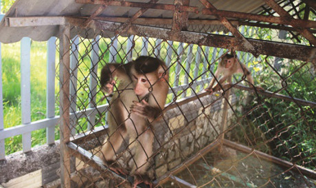 Hai c&aacute; thể khỉ đu&ocirc;i lợn tại L&acirc;m Đồng trước khi được giải cứu. Nguồn ảnh ENV