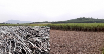 Nghệ An: Doanh nghiệp lao đao vì tình trạng tranh mua mía đường nguyên liệu