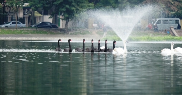 Người Hà Nội thích thú ngắm Thiên nga trên hồ Thiền Quang