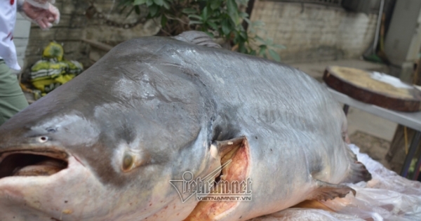 Đại gia Hà Nội xẻ thịt thủy quái 120kg đãi khách ngày tết