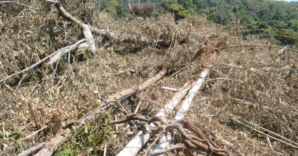 Đắk Nông: Lực lượng bảo vệ rừng bất lực trước sự lộng hành của lâm tặc