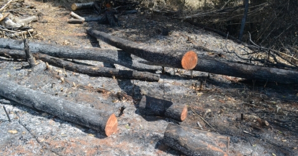 Đắk Nông: Khởi tố, bắt tạm giam kẻ chủ mưu vụ phá 15 ha rừng tại Đắk G’Long