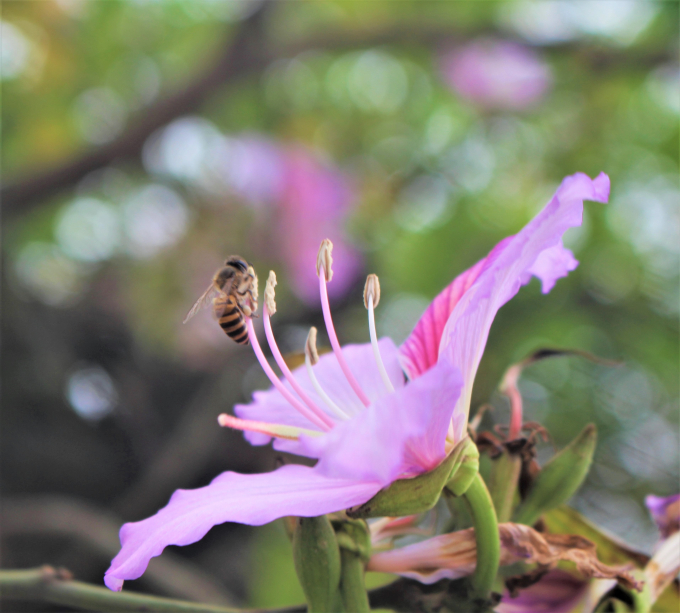 Sắc hương hoa ban t&iacute;m rực rỡ, thu h&uacute;t ong bướm đến.
