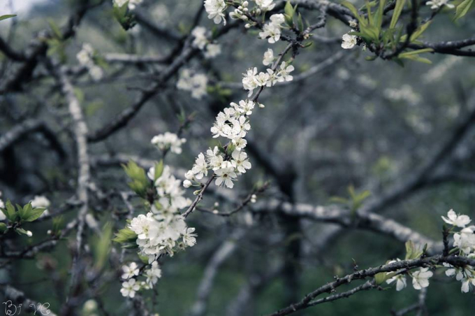 Hoa mận rừng trắng tinh kh&ocirc;i, khiến