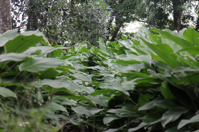Một trong những vườn Dong tại th&ocirc;n Tr&agrave;ng C&aacute;t trước khi thu hoạch.