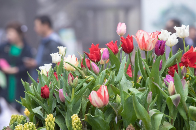 Hơn 15 loại tulip nổi tiếng tr&ecirc;n thế giới, đặc biệt c&oacute; những hoa giống k&eacute;p lần đầu ti&ecirc;n c&oacute; ở Việt Nam như Flash point, Green Dance, Indiana, Purple Valley, Negrita&hellip;đ&atilde; được khu du lịch k&igrave; c&ocirc;ng vận chuyển từ Đ&agrave; Lạt về B&agrave; N&agrave; để phục vụ cho lễ hội độc đ&aacute;o nhất miền Trung n&agrave;y.&nbsp;