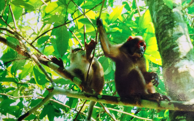 Khỉ mặt đỏ được nu&ocirc;i ở khu b&aacute;n hoang d&atilde; trước khi thả trở lại rừng.