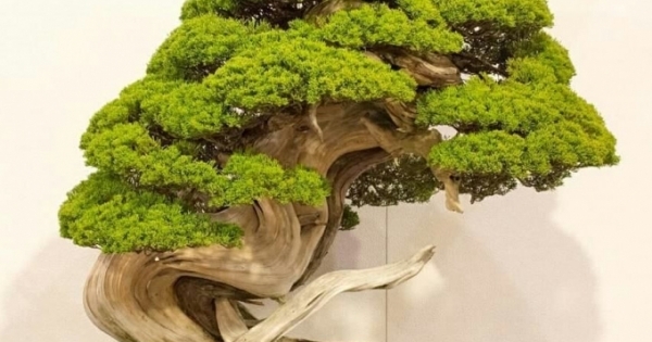Trộm lẻn vào vườn bonsai 5.000 ha, trộm 7 cây quý gần 3 tỷ đồng