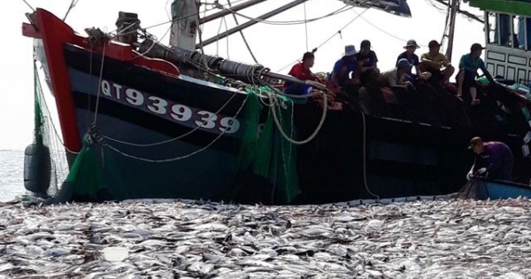 Cận cảnh mẻ cá "khủng" gây "ngợp" của ngư dân Quảng Trị