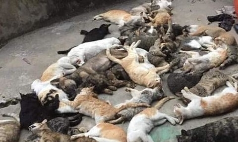 Nam Định: Người dân hoang mang trước việc hàng loạt con mèo chết bất thường