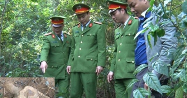 Nhiều cán bộ, chiến sĩ nguy cơ phơi nhiễm HIV khi bắt kẻ trộm cây sưa