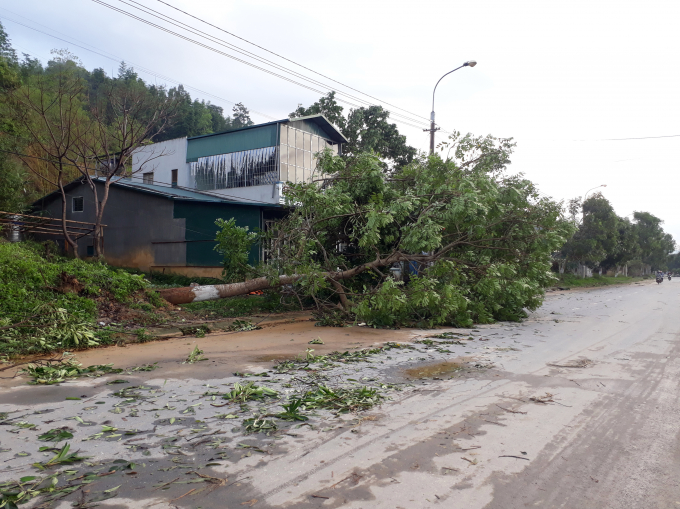 Dọc tuyến QL 279 đường Bắc Quang - Quang B&igrave;nh nhiều c&acirc;y cối bị đổ sập do mưa gi&ocirc;ng.