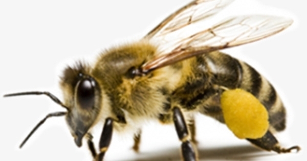 Nghệ An: Hàng chục người bị đàn ong tấn công phải nhập viện khi đi tảo mộ