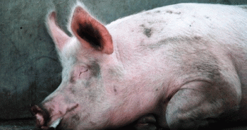 Châu Âu lao đao tìm cách chống dịch tả lợn
