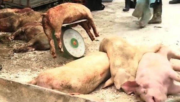 Lợn bị ti&ecirc;u hủy do dịch tả lợn ch&acirc;u Phi được hỗ trợ 38.000 đồng/kg.