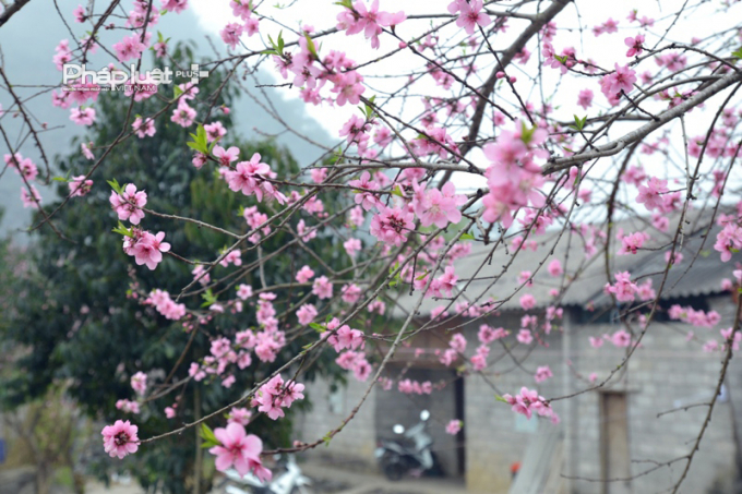 Photo: Hoa Đ&agrave;o, hoa L&ecirc;