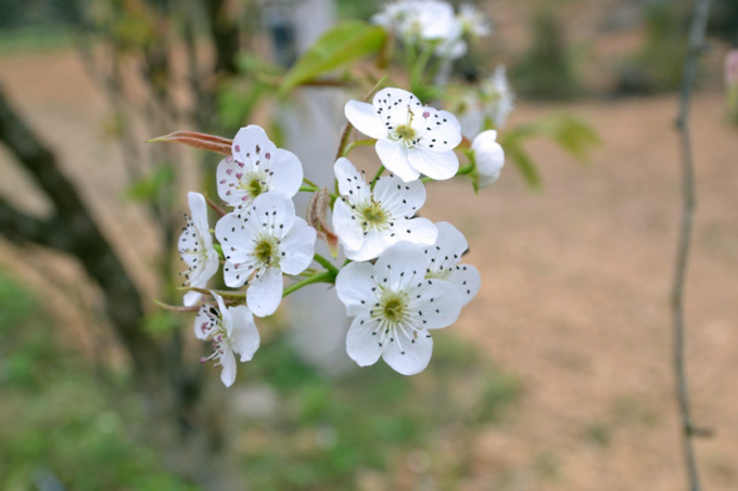 Photo: Hoa Đ&agrave;o, hoa L&ecirc;