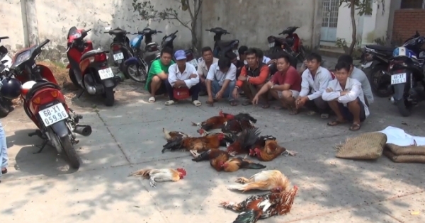 Kiên Giang: Bắt 17 đối tượng đang say sưa sát phạt dưới hình đá gà
