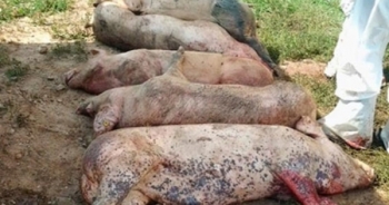 Bản tin Tiêu dùng 72h: Dịch tả lợn châu Phi vào Việt Nam, người dân ngại ăn thịt lợn