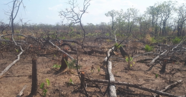 Điều tra vụ phá 7,3ha rừng ở Gia Lai