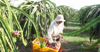 Dịch bệnh Virus Corona: Bộ Nông nghiệp họp khẩn về xuất khẩu nông sản sang Trung Quốc