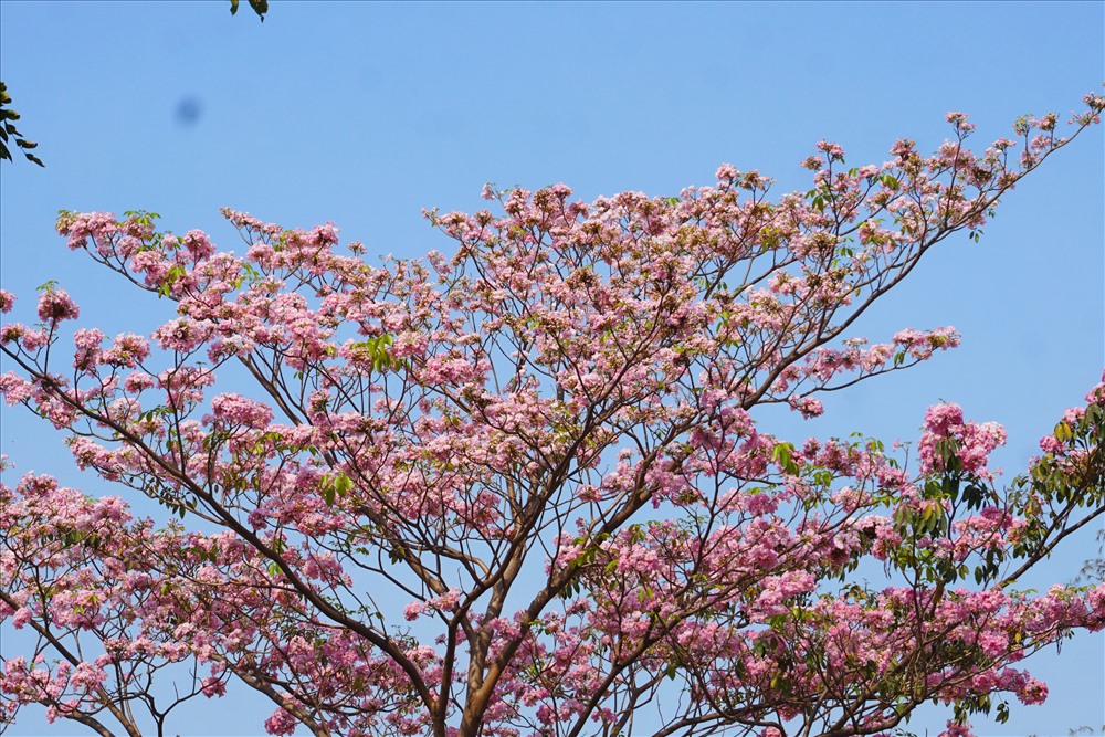 Nhiều đoạn trên đường Điện Biên Phủ quận Bình Thạnh (hướng về quận 1), hoa đã nở rộ. Đây cũng là đường hoa kèn hồng được trồng nhiều nhất.