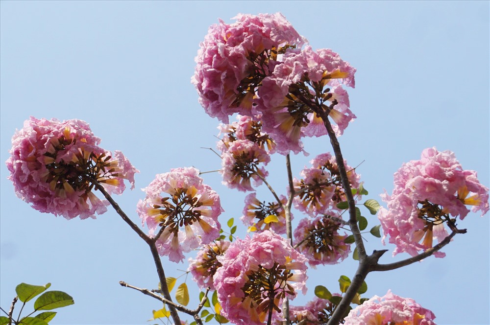 Kèn hồng gần giống hình chuông, mọc thành chùm 4 - 7 bông. Khi cây ra hoa, hầu hết lá đều rụng, trên đầu mỗi cành chỉ nhìn thấy những cụm hoa tím tím hồng hồng đẹp mắt.