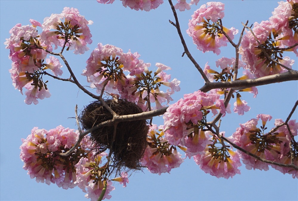 Một tổ chim trên cành hoa kèn hồng.