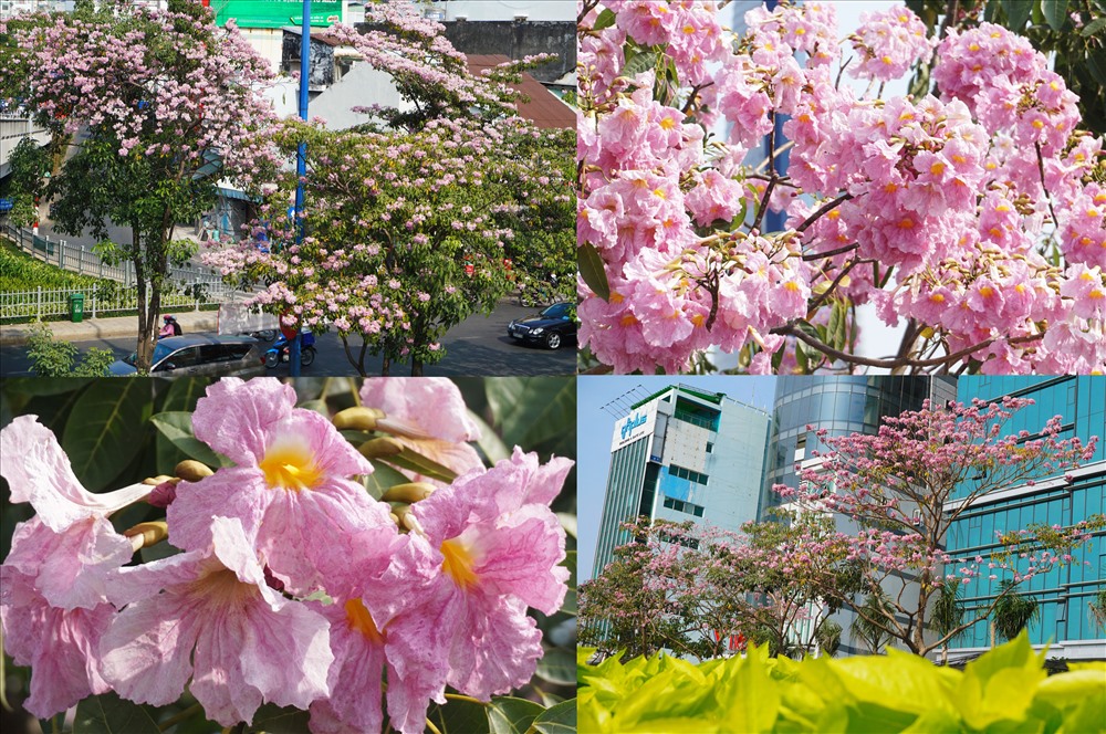 Mỗi năm chỉ có vài ngày để người dân Sài Gòn có thể chiêm ngưỡng hoa kèn hồng nở rộ trên đường phố. Bởi, tuy rực rỡ là thế, kèn hồng chỉ nở rộ được 3-4 ngày rồi lại nhanh chóng rơi rụng.
