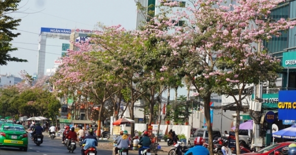 Đẹp nao lòng với hoa kèn hồng khoe sắc rực rỡ trên đường phố Sài Gòn