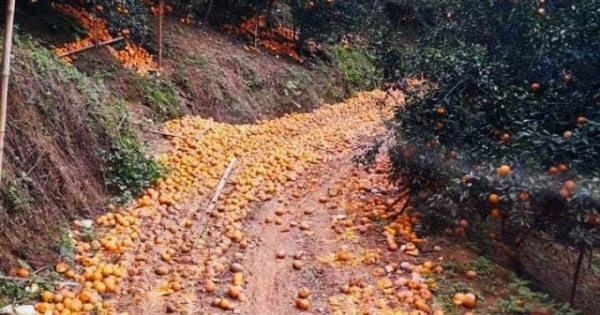 Hà Giang: Sau đợt mưa kéo dài, cam sành "rụng như sung"