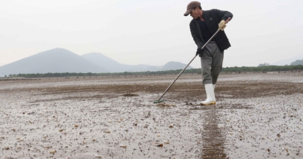 Nghệ An: Ngao đến ngày thu hoạch bỗng há miệng chết trắng bãi, gây thiệt hại nặng nề cho người dân