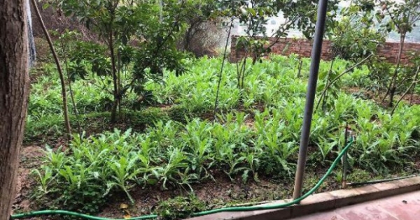 Bắc Giang: Vì sao chưa khởi tố vụ việc trồng hơn 700 cây thuốc phiện tại nhà nghỉ Phúc Lâm