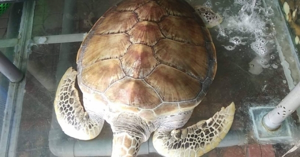 Mua được rùa biển quý hiếm nặng 30 kg, chủ nhà hàng chăm sóc để thả về biển
