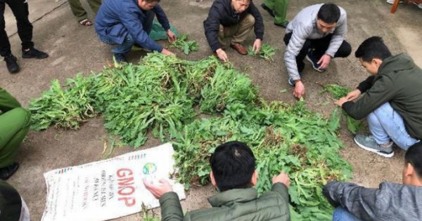 Bắc Giang: Cần khởi tố và xử lý nghiêm vụ việc trồng hơn 700 cây thuốc phiện tại nhà nghỉ Phúc Lâm