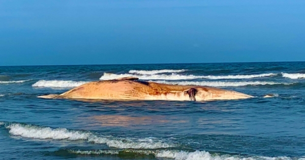 Xác cá voi “khổng lồ” nặng khoảng 10 tấn dạt vào bờ biển tại Hà Tĩnh