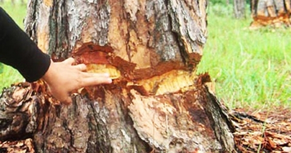Lâm Đồng: 108 cây thông hàng chục năm tuổi bị đẽo vỏ