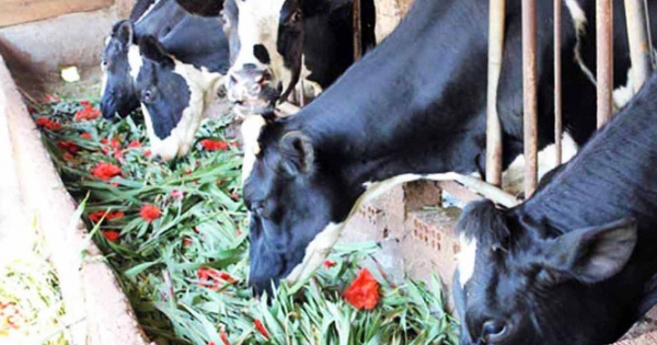 Lâm Đồng: Giá hoa rẻ hơn cỏ voi, chính quyền kêu gọi 