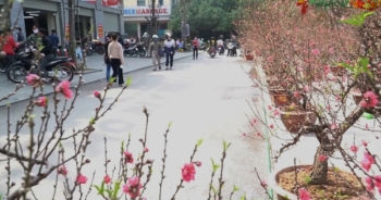 Bản tin Tết Việt 2021: Ảnh hưởng Covid-19 thị trường cây cảnh ảm đạm, rau sạch lên ngôi