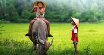 Thân thương hình ảnh con trâu trong đời sống người Việt
