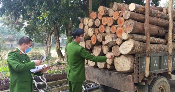Khởi tố đối tượng khai thác, vận chuyển gỗ trái phép ở Thanh Hoá