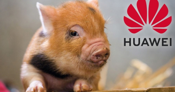Smartphone gặp khó, Huawei chuyển sang công nghệ… chăn nuôi lợn
