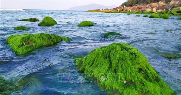 Đẹp ngỡ ngàng mùa rêu xanh mướt tại rạn Nam Ô, Đà Nẵng